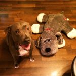 dog sitting with large stuffed dog toy